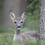 Rehkitz im Wald
