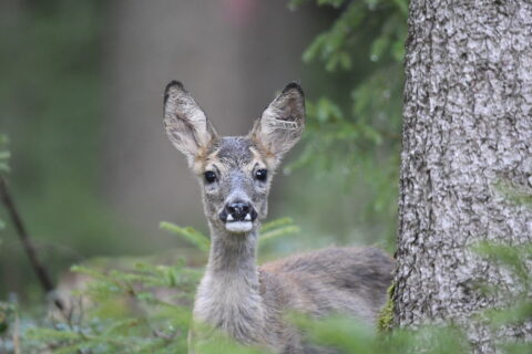 Rehkitz im Wald