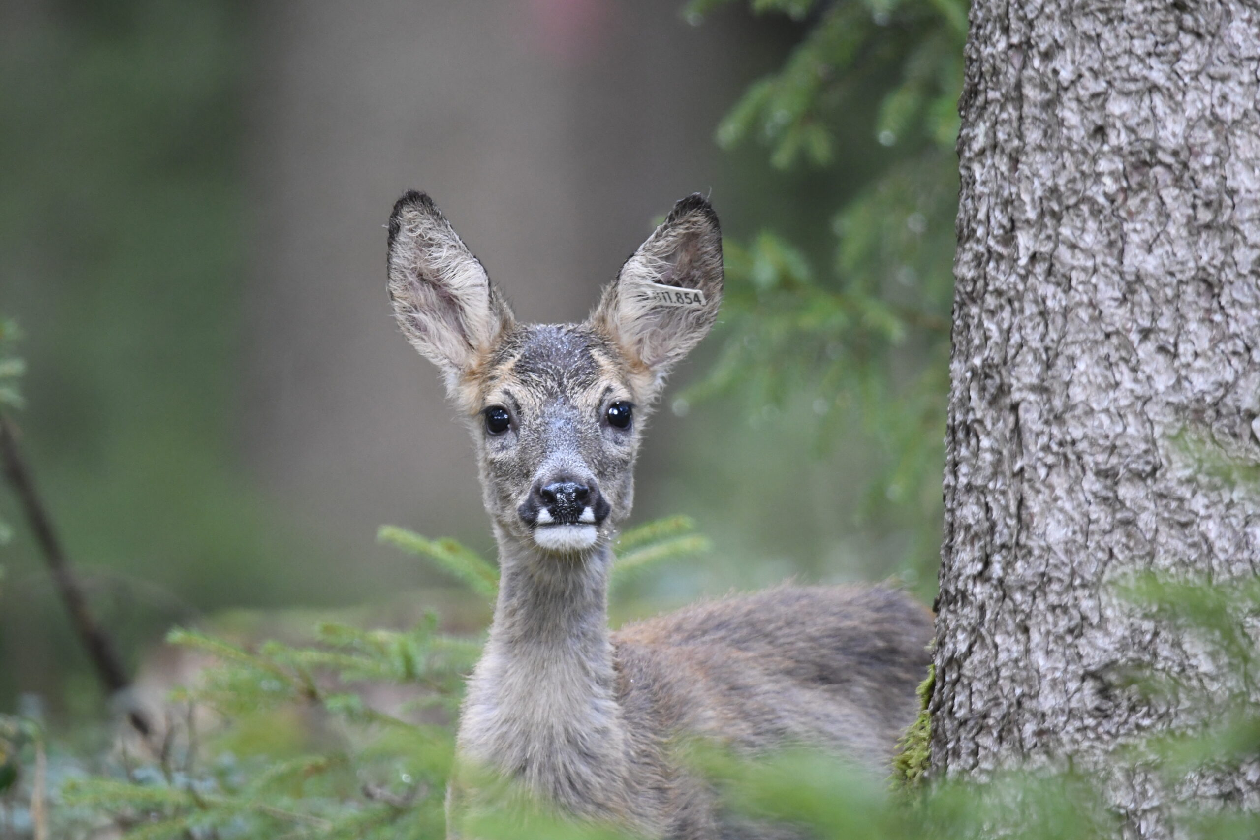 Rehkitz im Wald