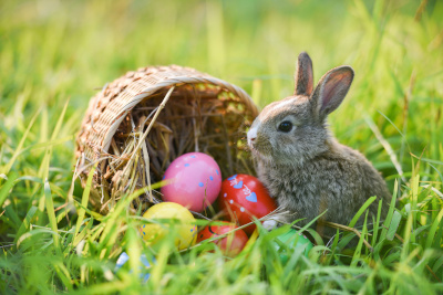 Wie kam der Osterhase eigentlich zu seinem Geschäft mit den Eiern? Foto: AdobeStock/Bigc Studio