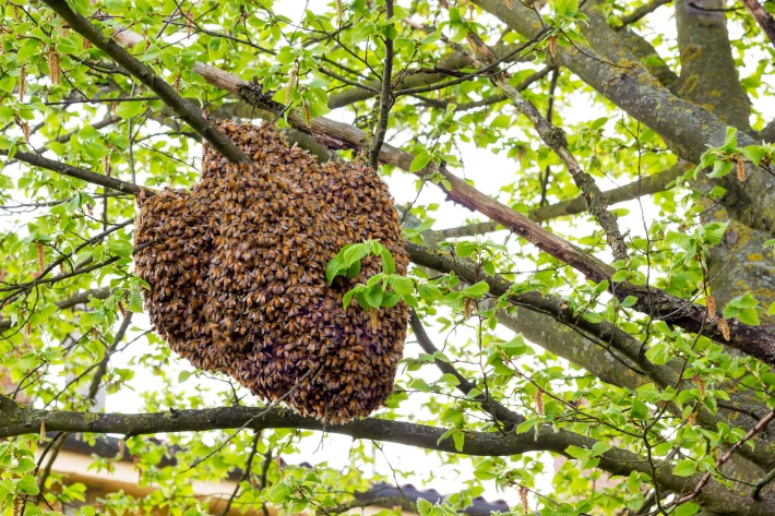 Bienenhaltung