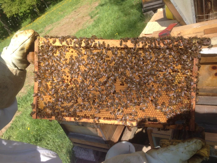 Bienenhaltung