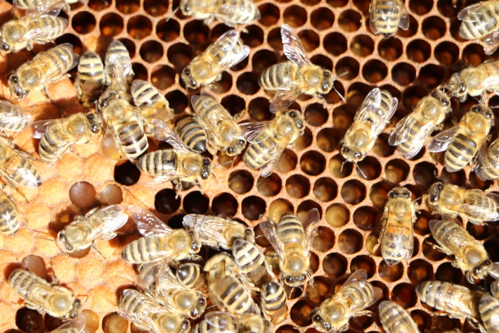 Bienenhaltung