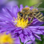 Insekten in unserem Ökosystem
