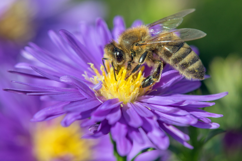 Insekten in unserem Ökosystem