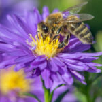 Insekten in unserem Ökosystem