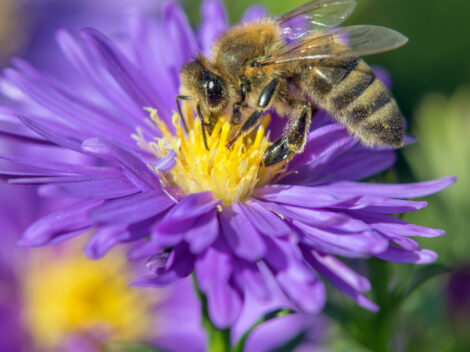 Insekten in unserem Ökosystem
