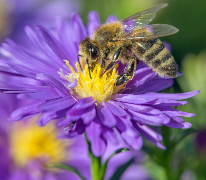 Insekten in unserem Ökosystem
