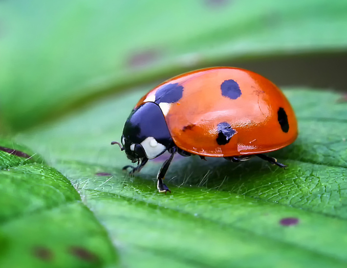 Insekten in unserem Ökosystem
