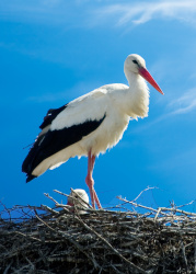 Unsere Top 7 der beliebtesten Zugvögel