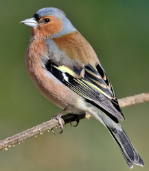 Unsere Top 7 der beliebtesten Zugvögel