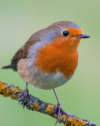 Unsere Top 7 der beliebtesten Zugvögel