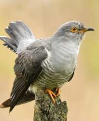 Unsere Top 7 der beliebtesten Zugvögel