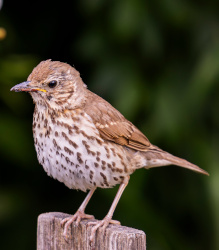 Unsere Top 7 der beliebtesten Zugvögel