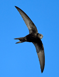 Unsere Top 7 der beliebtesten Zugvögel