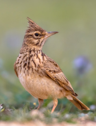 Unsere Top 7 der beliebtesten Zugvögel